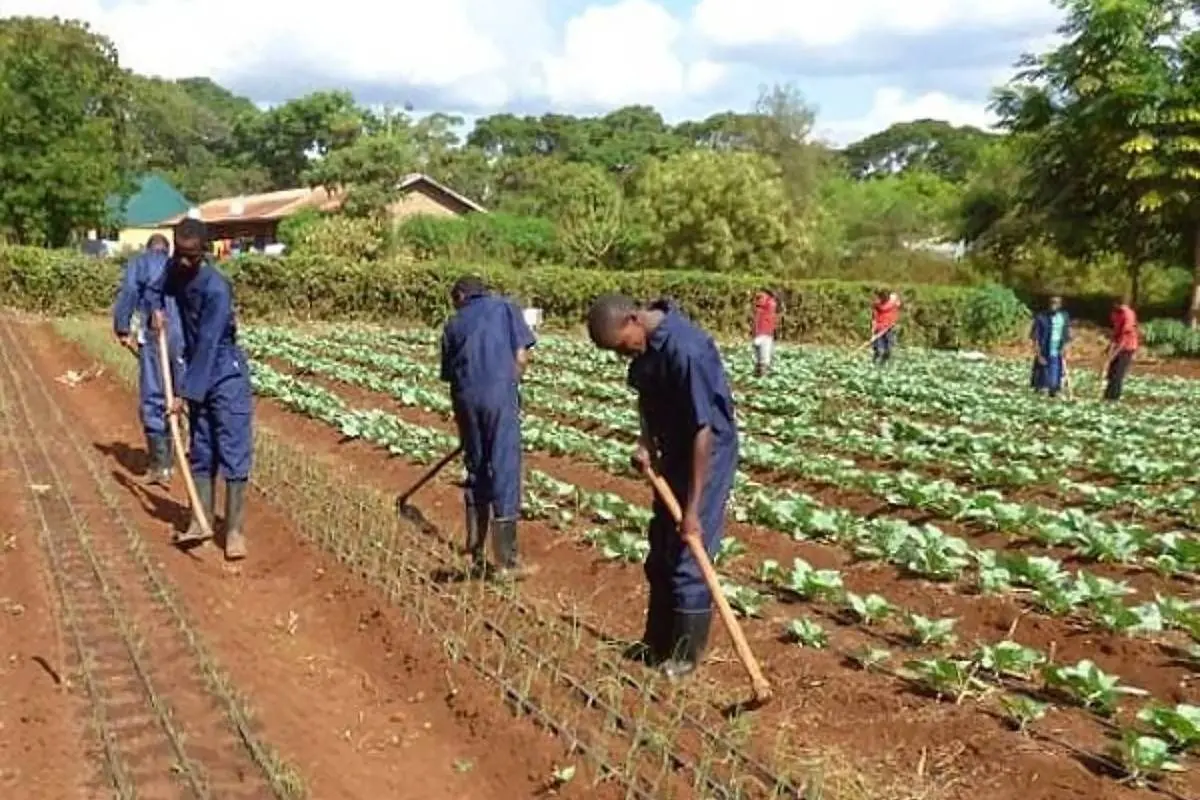 Farm workers tending vegetable rows with hand tools, illustrative image