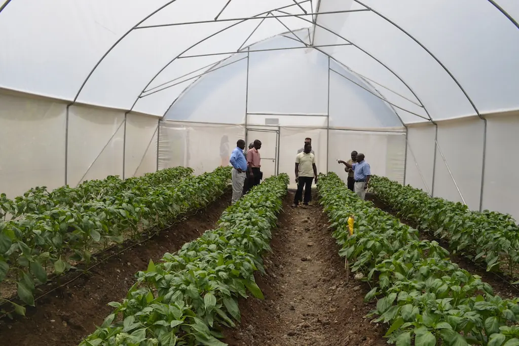 People walking between vegetable rows inside a large greenhouse, illustrative image
